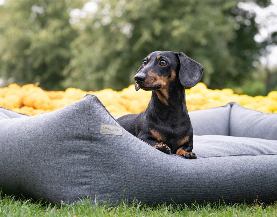 Cucce Coperte Cani