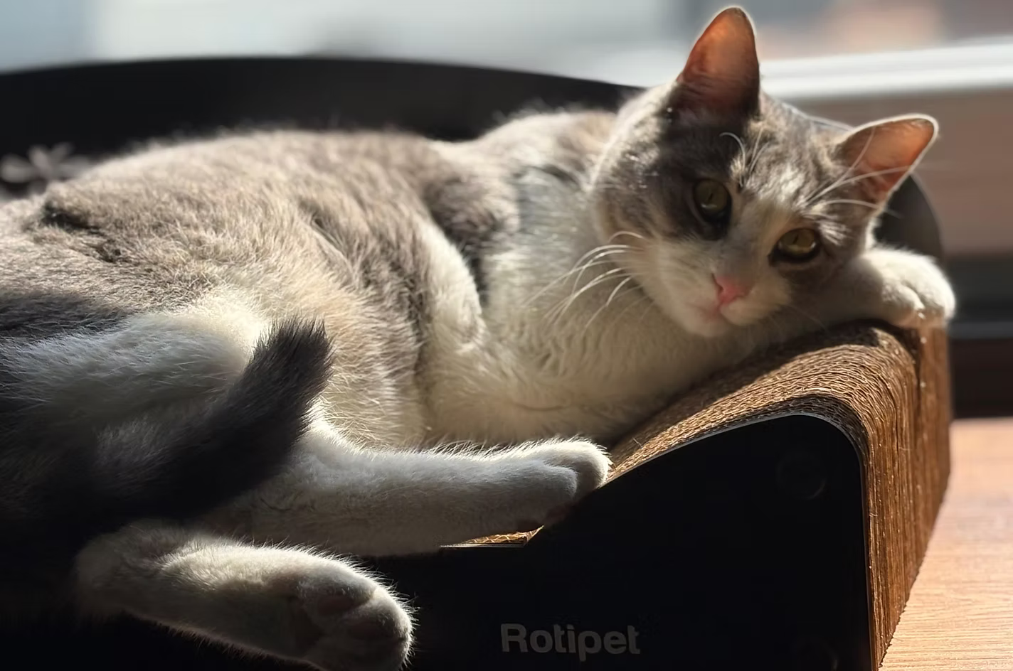 Rotipet