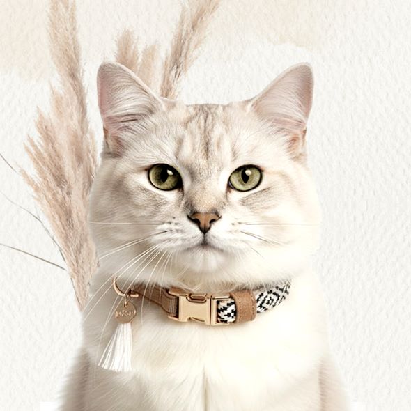 Collari Gatto